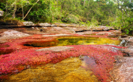 Caño Cristales