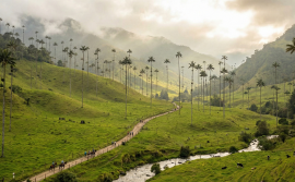 Valle de Cocora