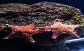 Great Barrier Reef Australia travel insurance