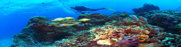 Insurance for Cozumel
