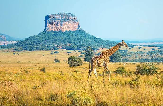 Travel Insurance for Kruger National Park