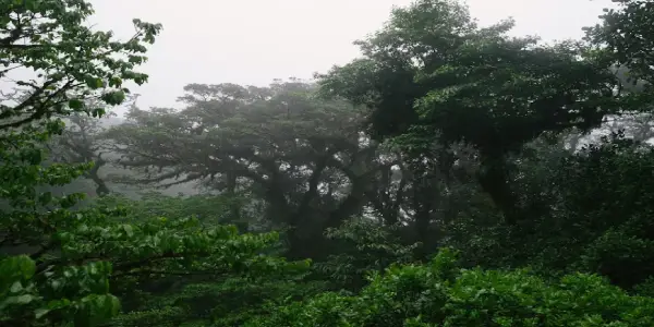 Travel Insurance for Mindo Cloud Forest