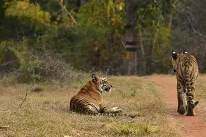 Insurance for Periyar Tiger Reserve 