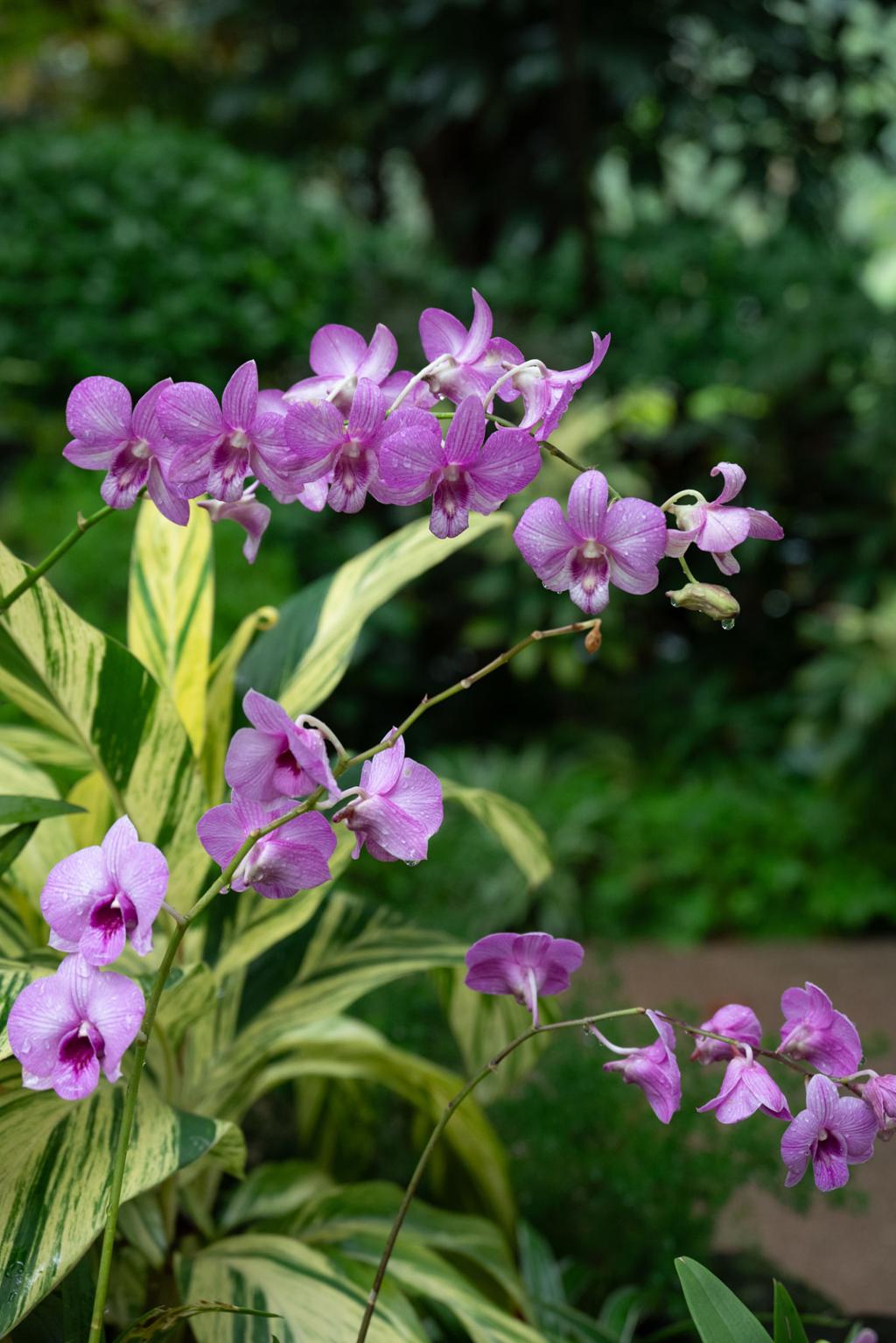 Travel Insurance for Singapore Botanic Gardens